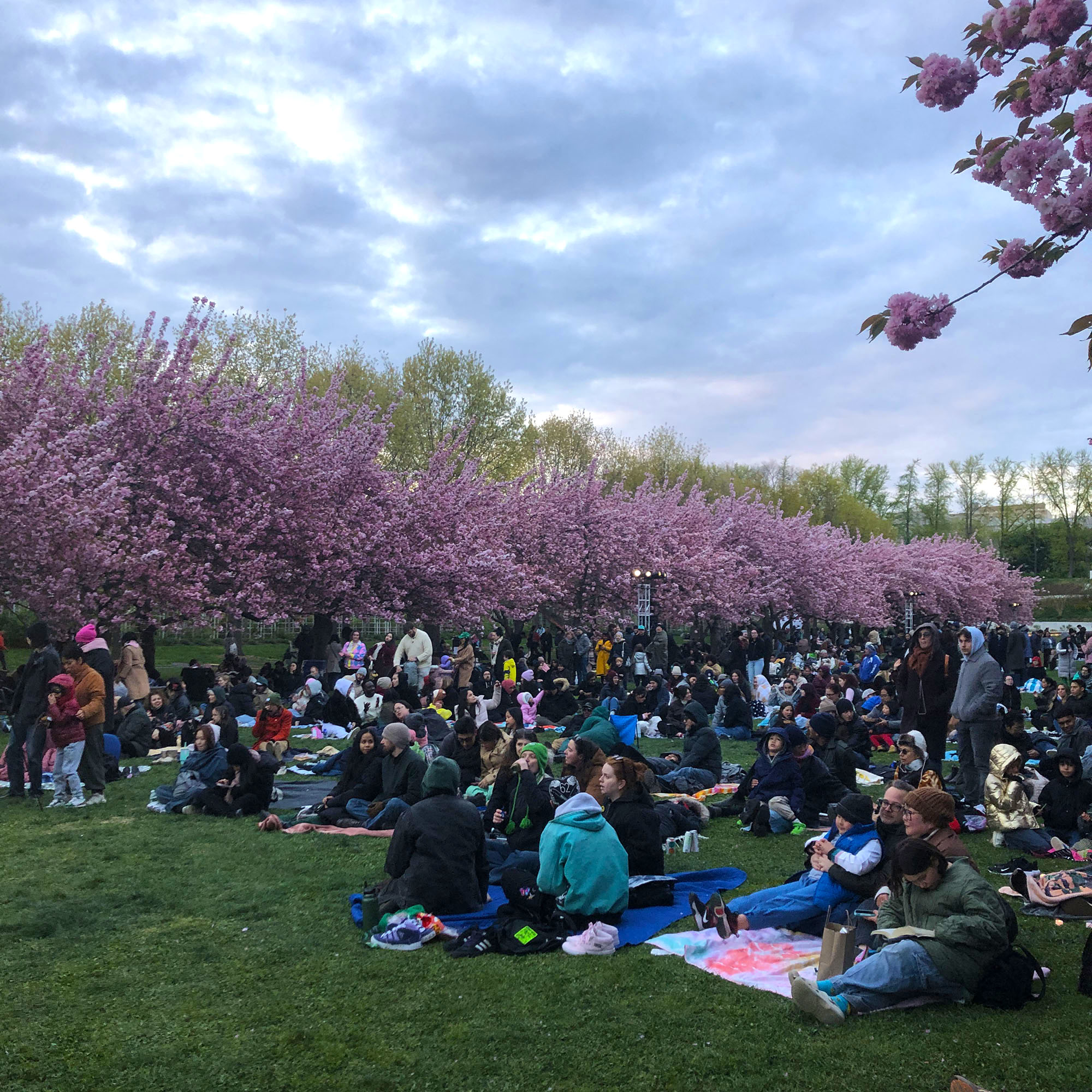 Brooklyn Botanic: Hanami Nights