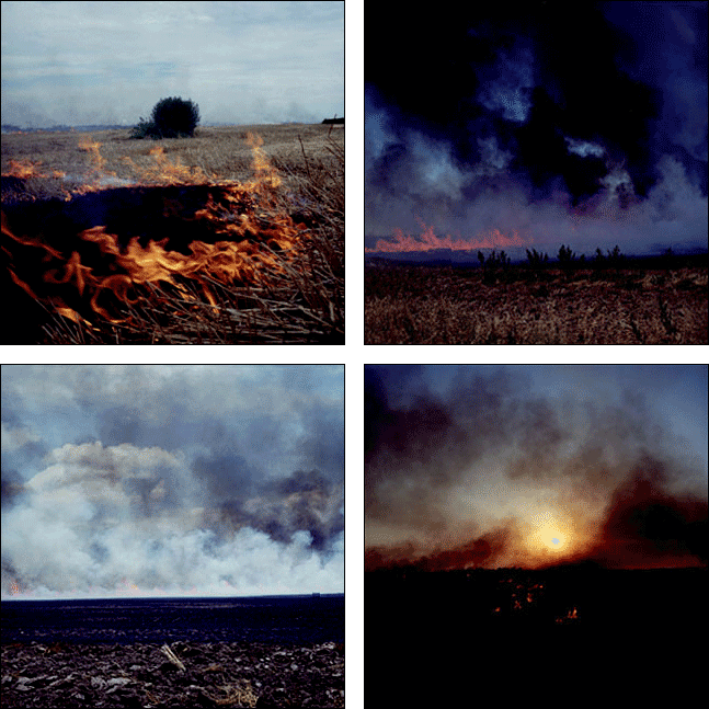 Burning Fields